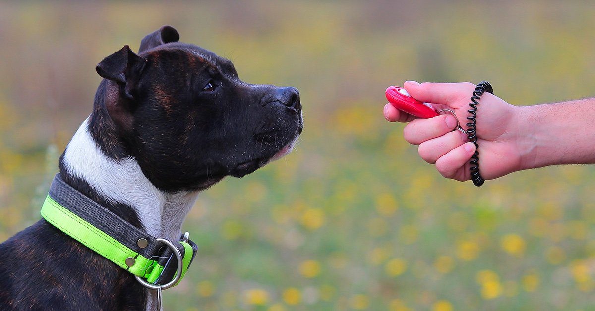 Clicker Training: Mark & Reward Dog Training Using Clickers