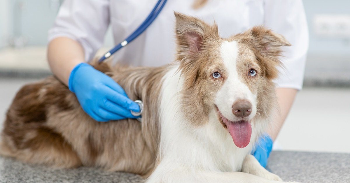 How Often Should I Take My Dog to the Vet? Pumpkin®