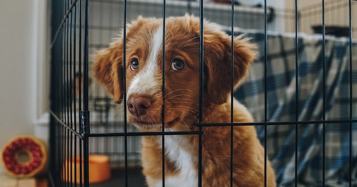 at what age should you crate train a puppy