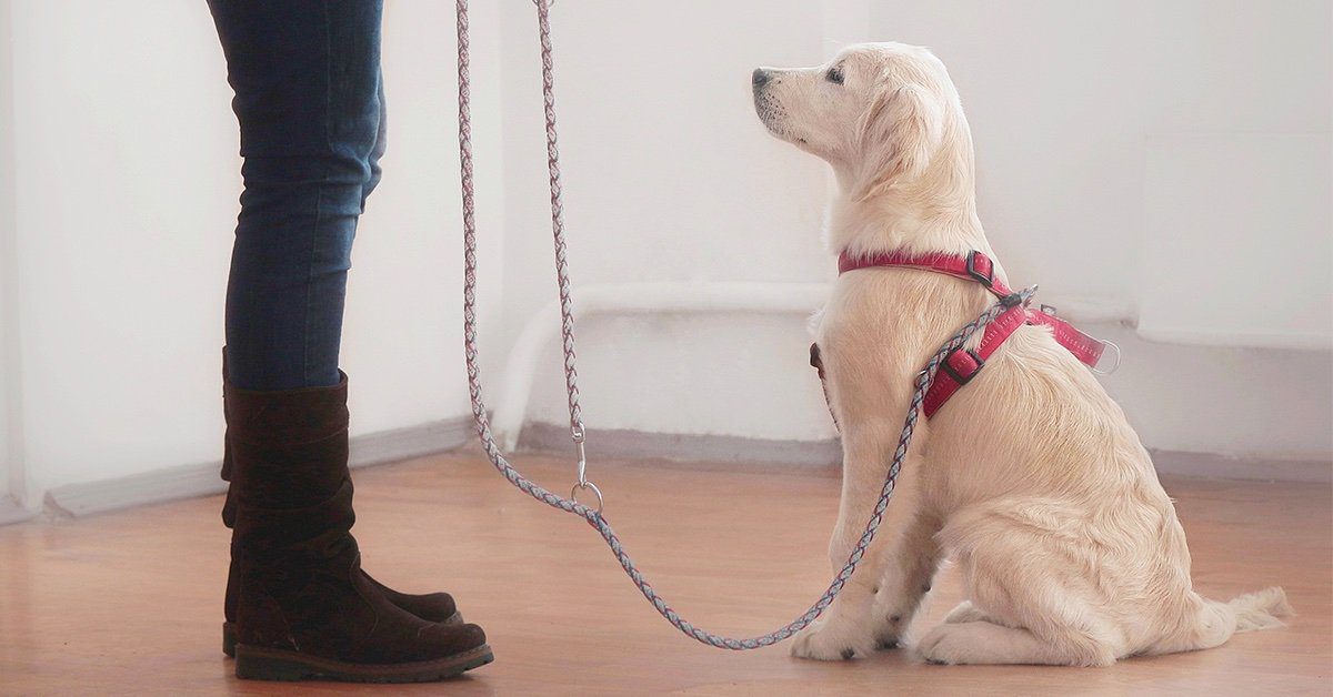 when can you start leash training a puppy