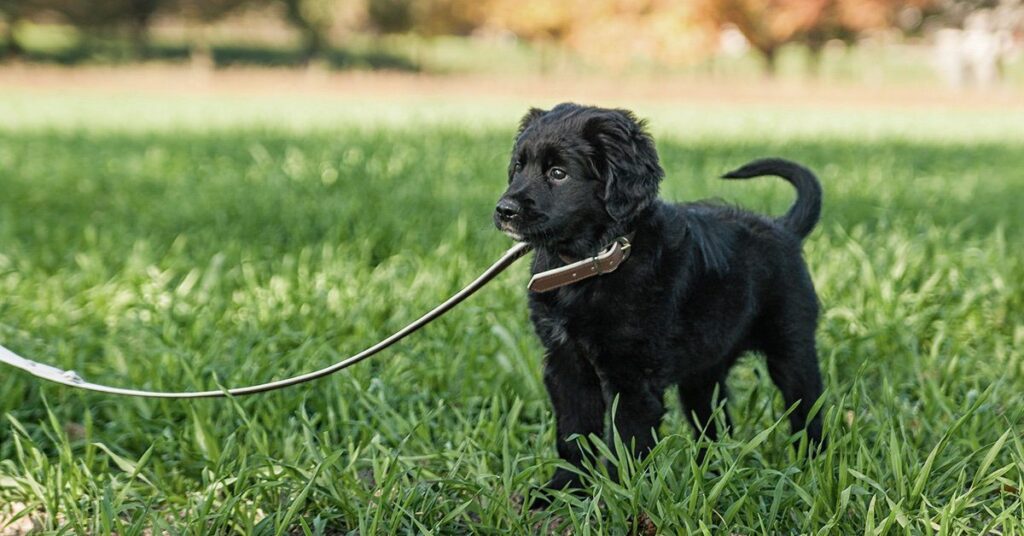 puppy-on-leash_first-night-with-new-puppy
