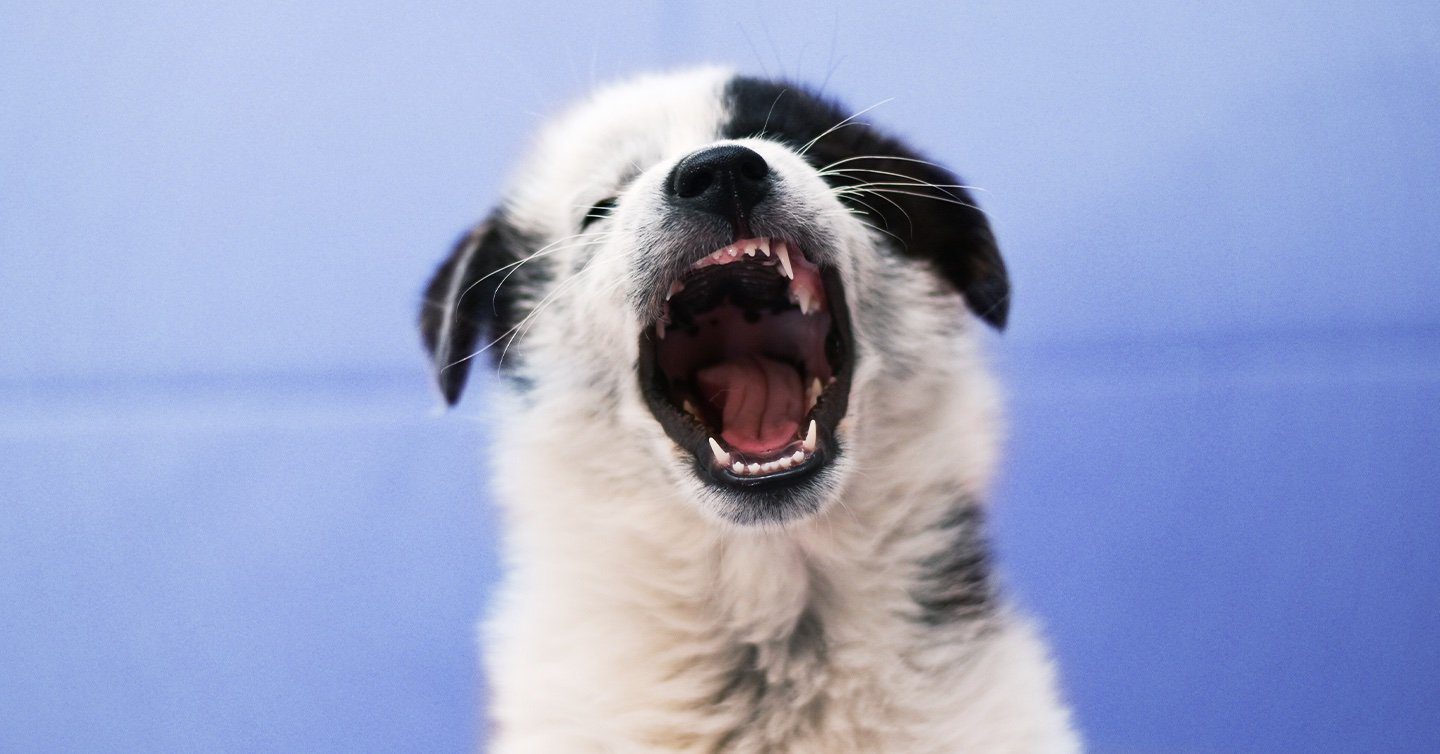 what to do if a dog loses a tooth