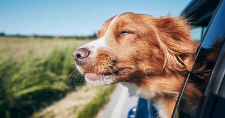 Nova Scotia Duck Tolling Retriever enjoying a ride in a car with head outside window