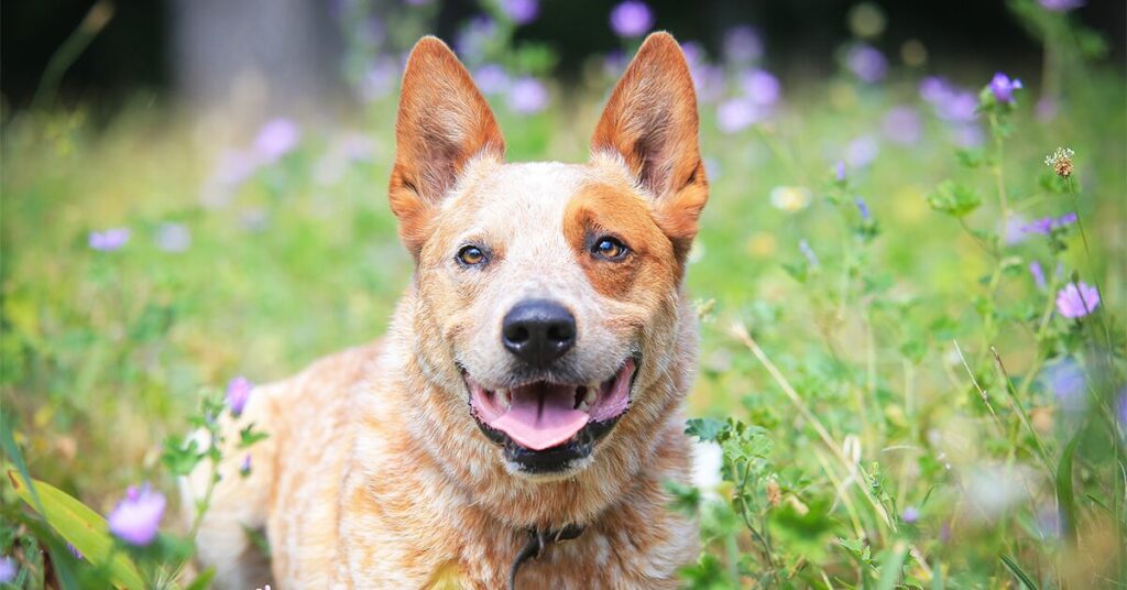 australian-cattle-dog_easiest-dogs-to-train