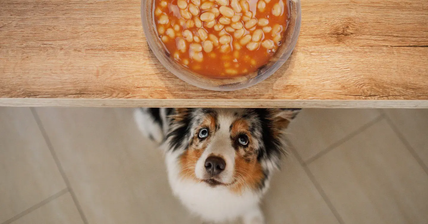 Can Dogs Eat Kidney Beans? What You Need To Know — Pumpkin®