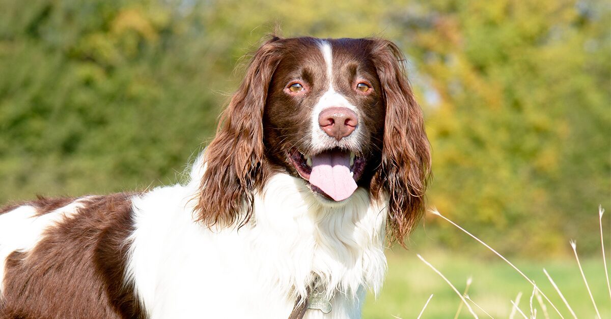 are springer spaniels affectionate