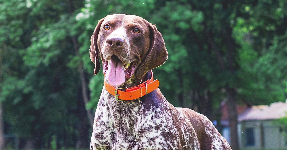 German Shorthaired Pointers: Everything You Need To Know In 2022