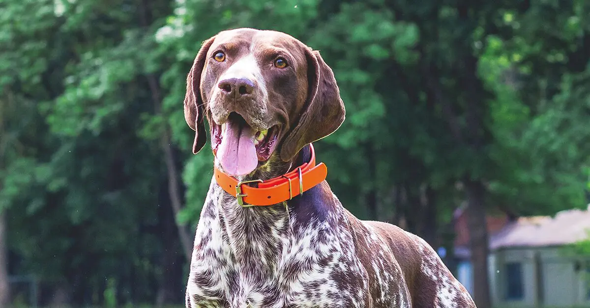 Do German Shorthaired Pointer Shed Do German Shorthaired Pointer Shed