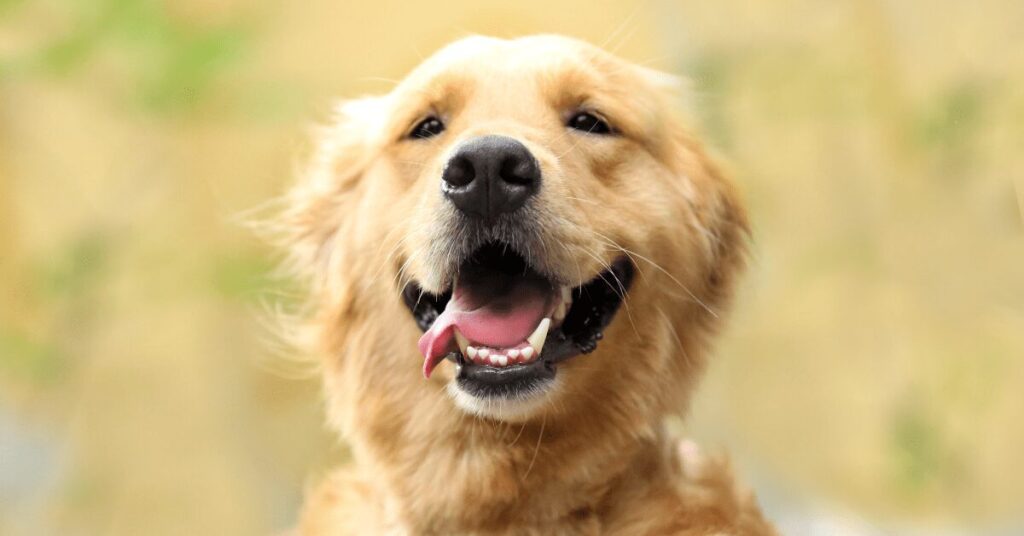 golden-retriever_easiest-dogs-to-train