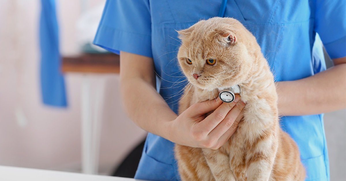 how often do you take a cat to the vet
