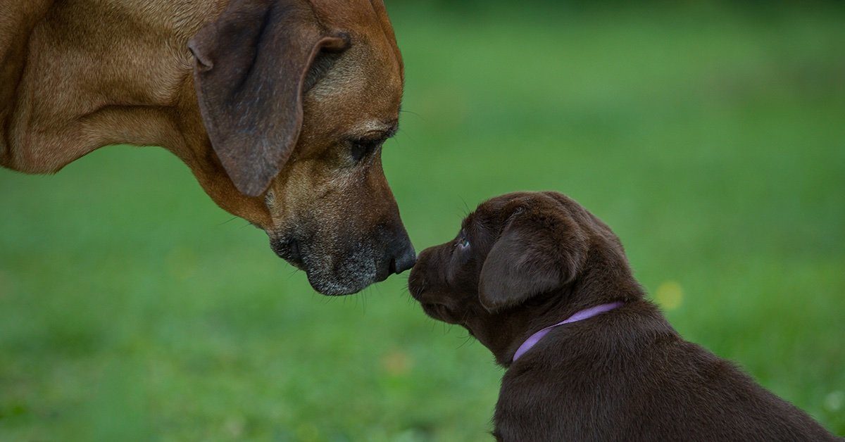 How to Safely Introduce Your New Puppy to Your Dog - Pumpkin®