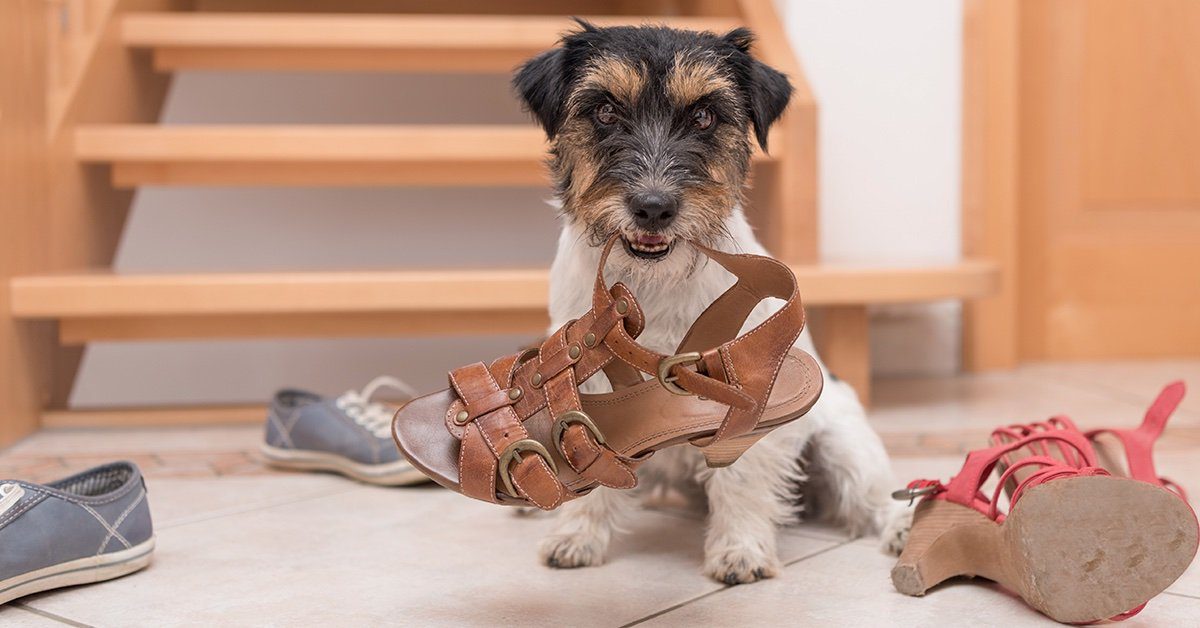 Tips on Puppy Proofing Your Home