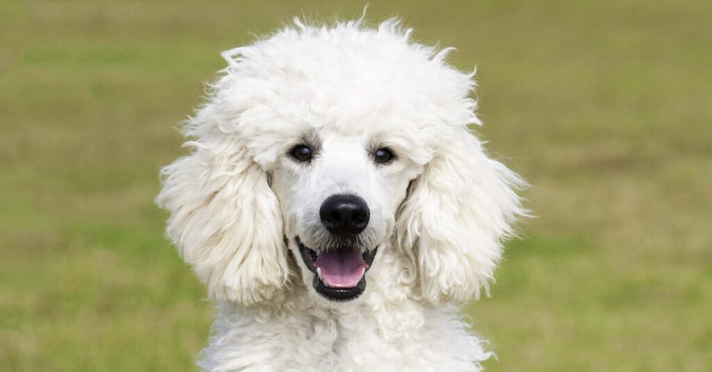 poodle_easiest-dogs-to-train