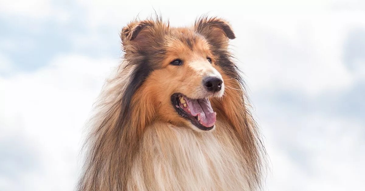 The Collie Dog. The television series “Lassie” made…, by Pets Feed, The  Pets Club