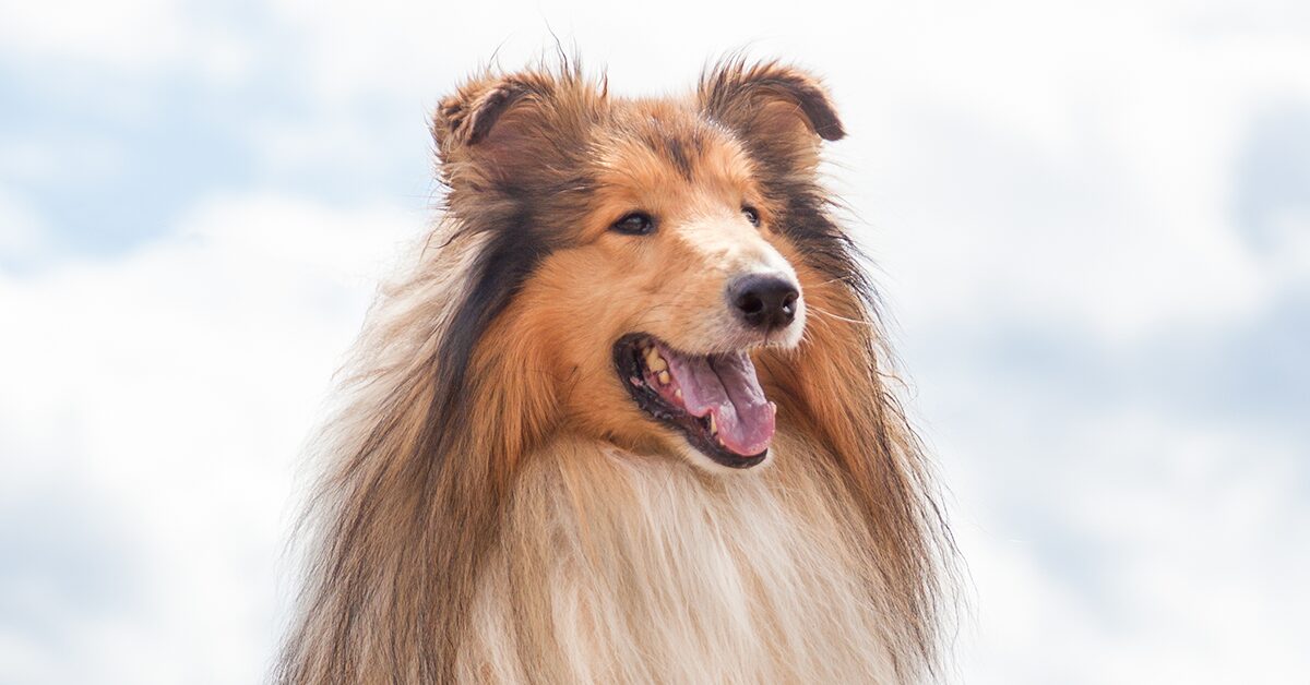 do rough collie bark a lot