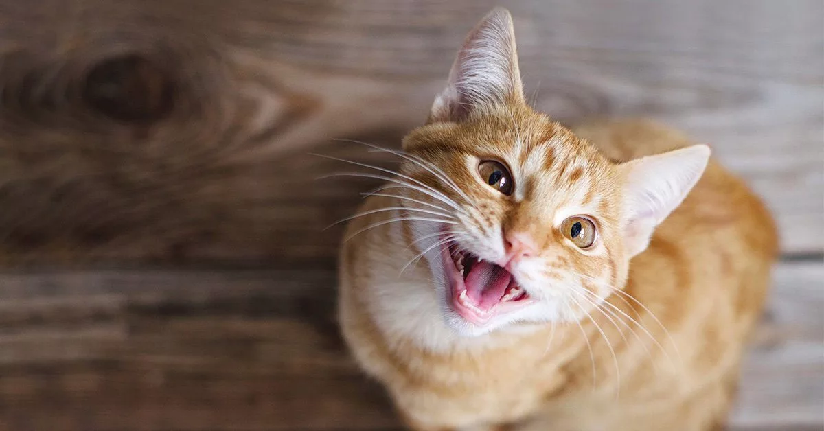 Why Does My Cat Meow So Much? — Pumpkin®