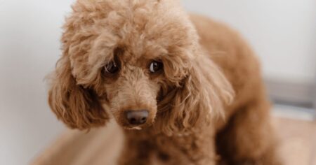 why-is-my-dog-shaking