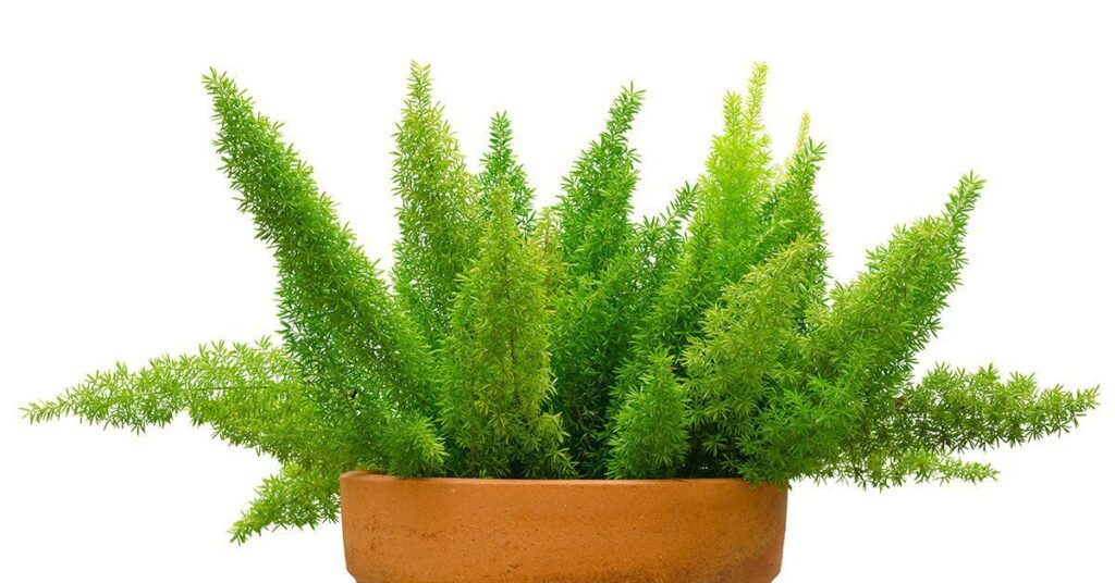 asparagus-fern-poisonous-plants-for-cats