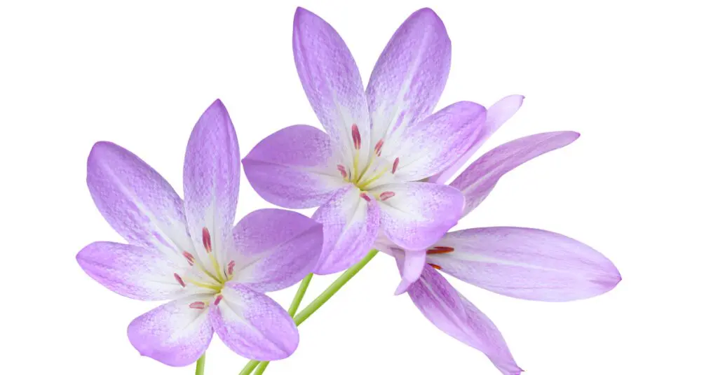 two purple autumn crocus flowers