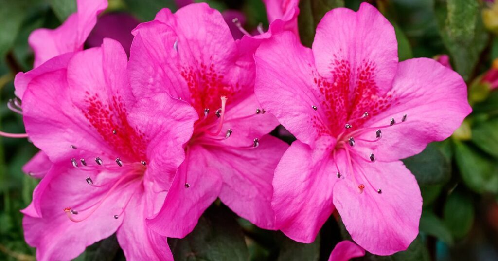 rhododendron-poisonous-plants-for-cats