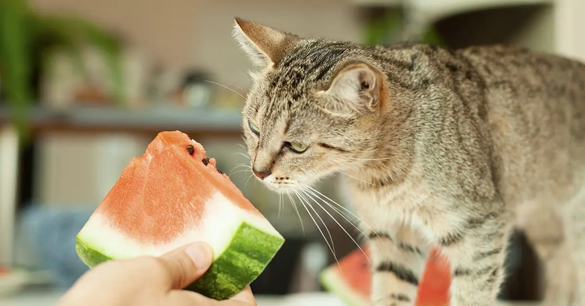 Can Cat Eat Fruit  : The Ultimate Guide to Feeding Your Feline Friend