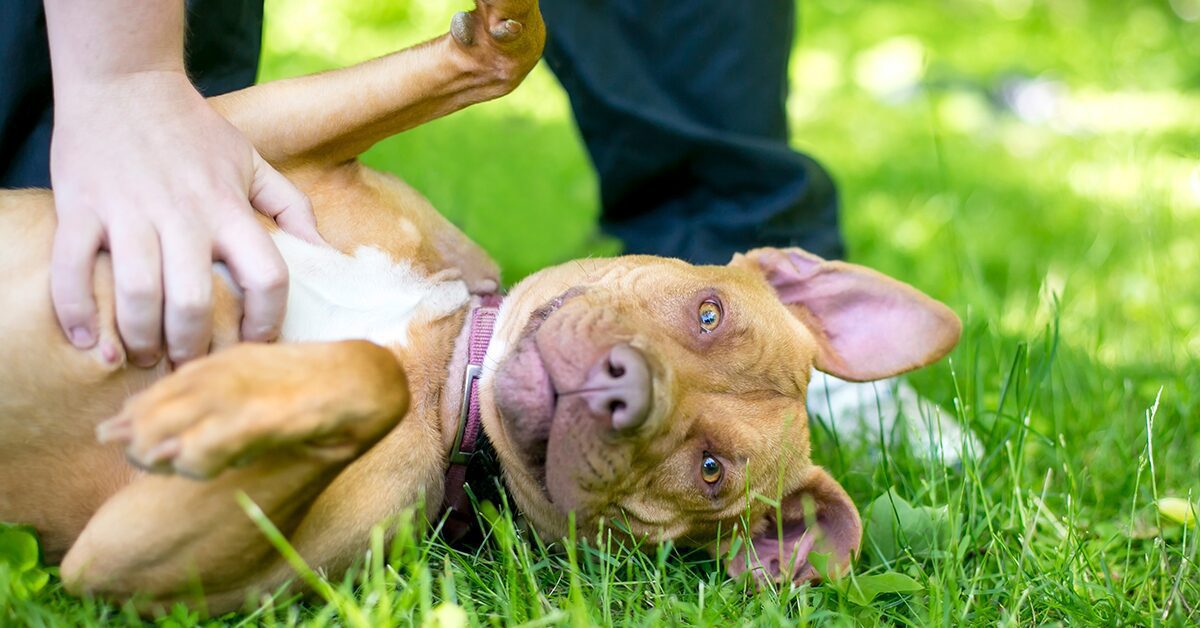 Is reverse sneezing in dogs permanent?