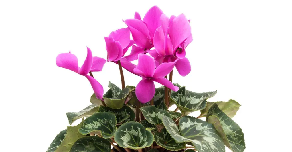 cyclamen plant with pink flowers