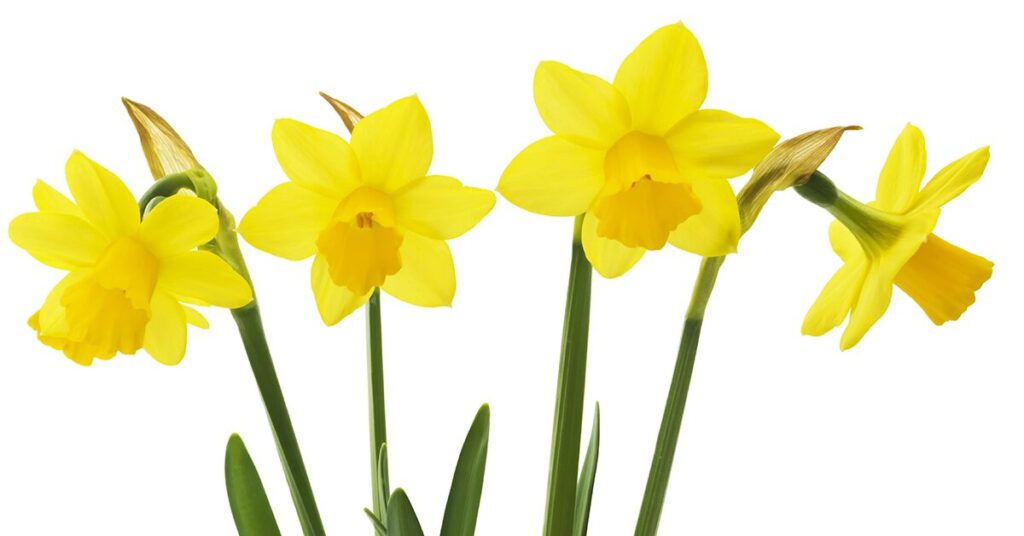 daffodils-poisonous-plants-for-dogs