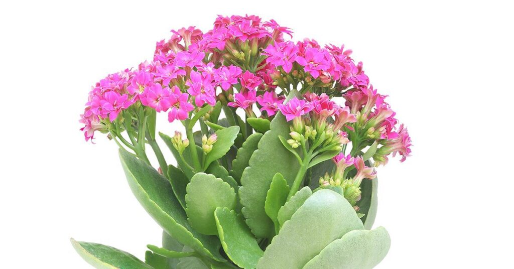 kalanchoe plant with small pink flowers