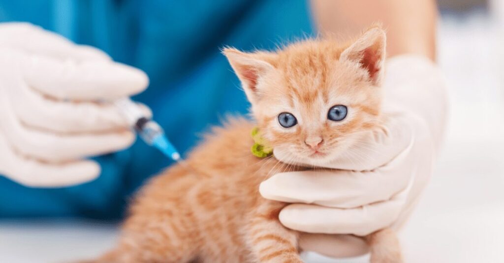 kitten-getting-a-vaccine_how-often-should-i-take-cat-to-vet