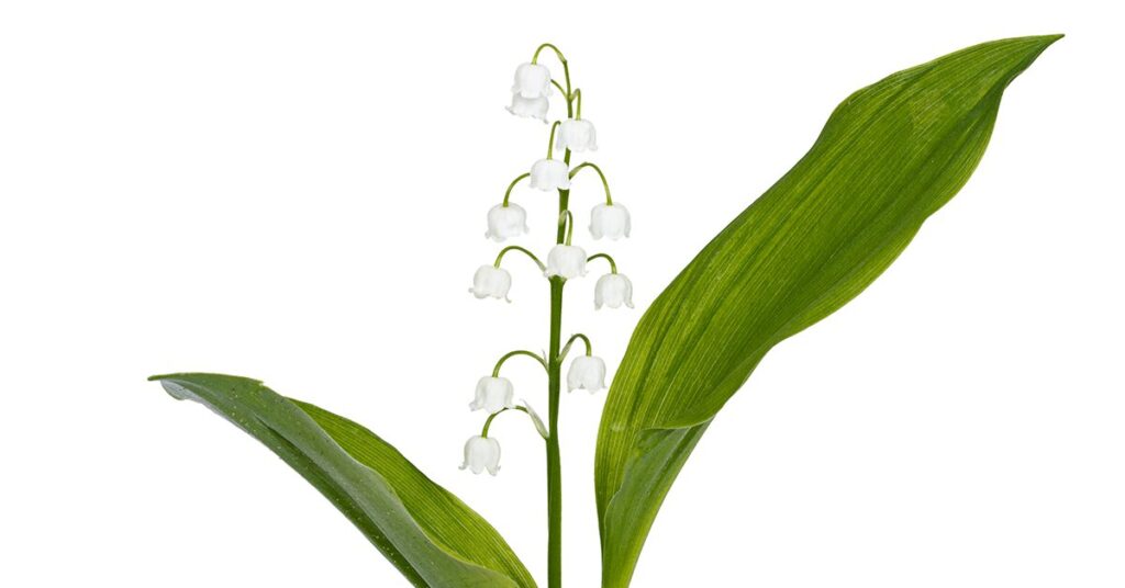 lily-of-the-valley-poisonous-plants-for-dogs
