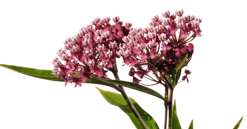 milkweeds-poisonous-plants-for-dogs