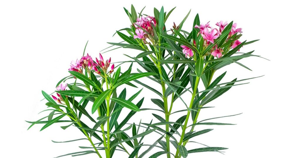 nerium-oleander-poisonous-plants-for-cats