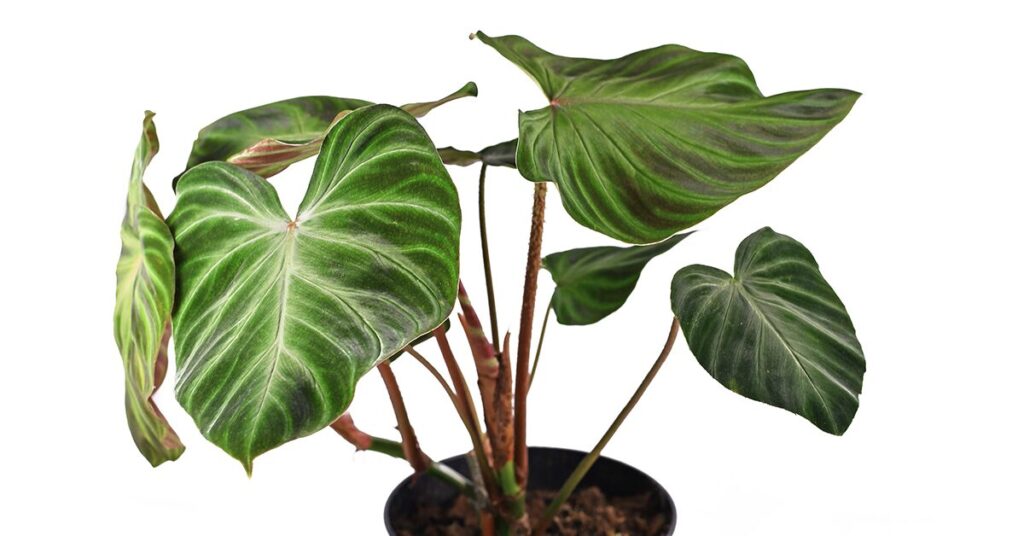 philodendrons-poisonous-plants-for-cats
