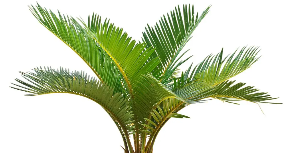 a sago palm plant