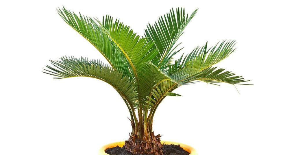 sago-palm-poisonous-plants-for-dogs
