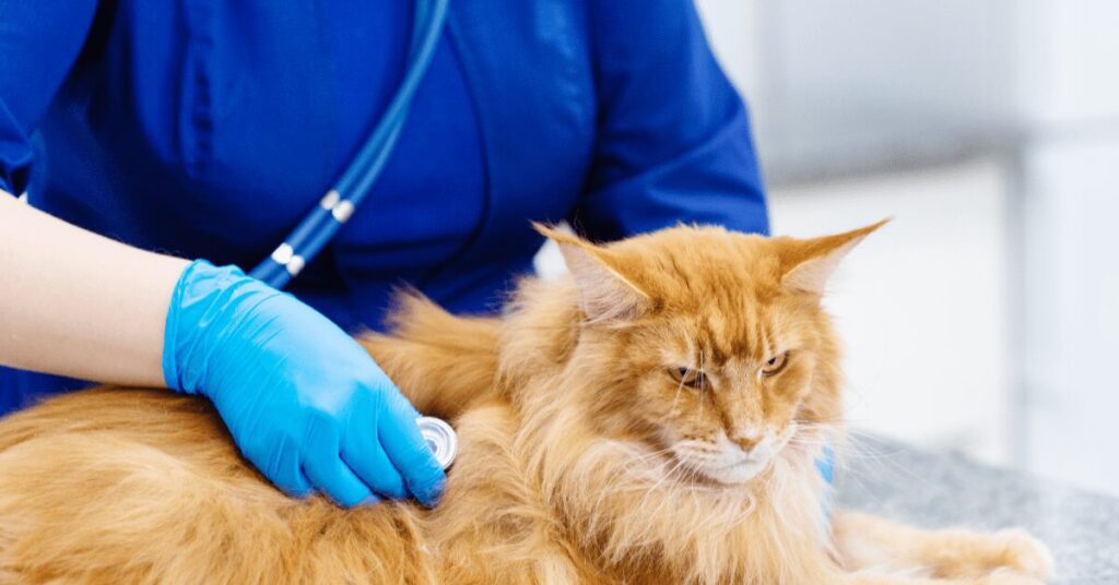 senior-cat-at-vet_how-often-should-you-take-a-cat-to-the-vet