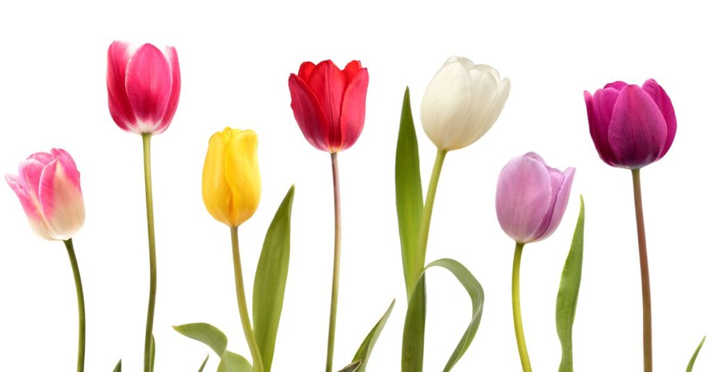 tulips-poisonous-plants-for-cats