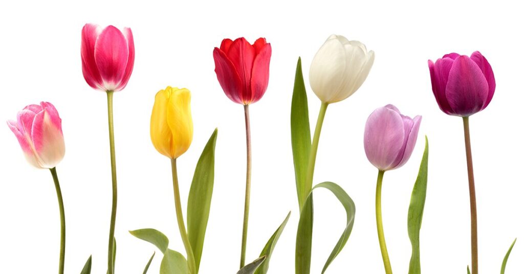 tulips-poisonous-plants-for-dogs