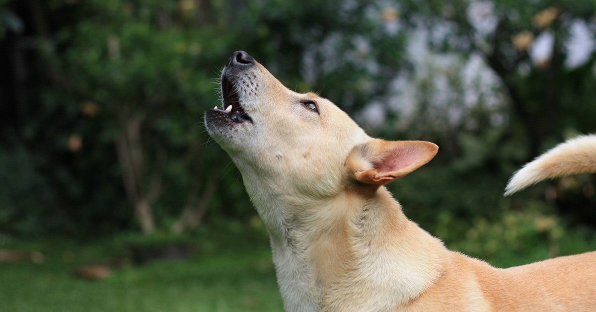 do dogs howl when they are in pain