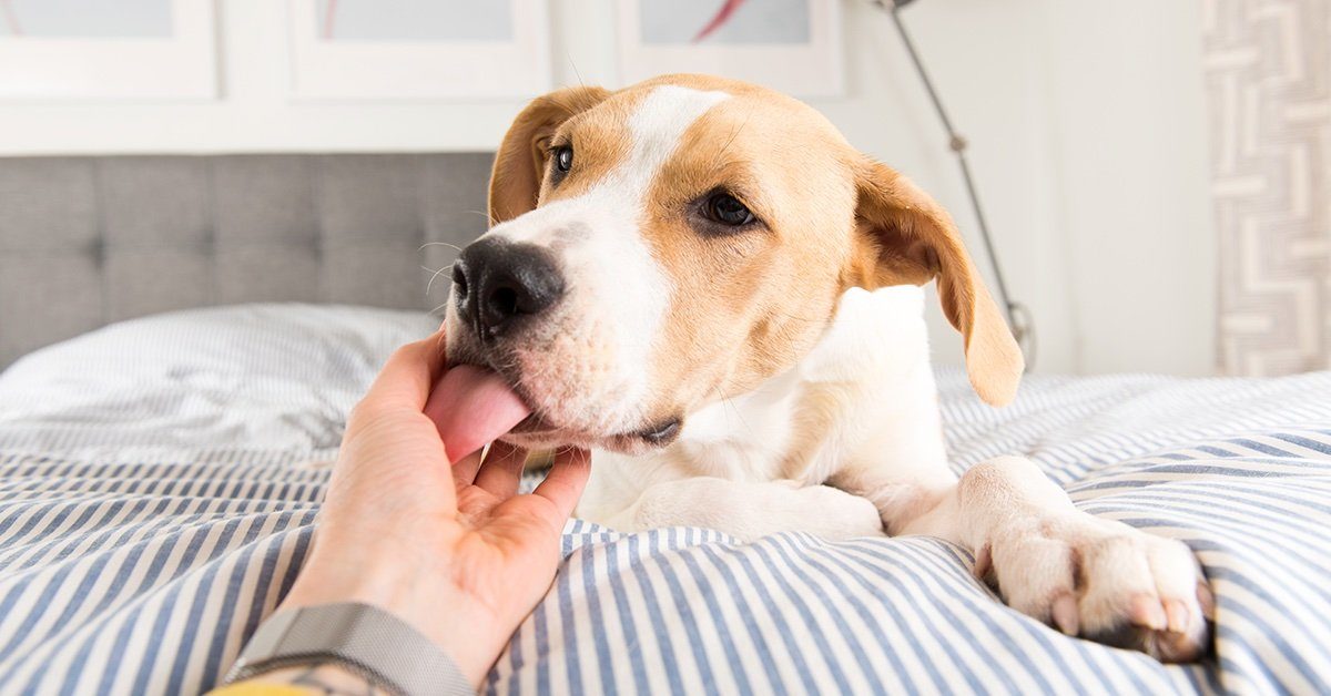Why Does My Dog Lick Everything? Pumpkin®