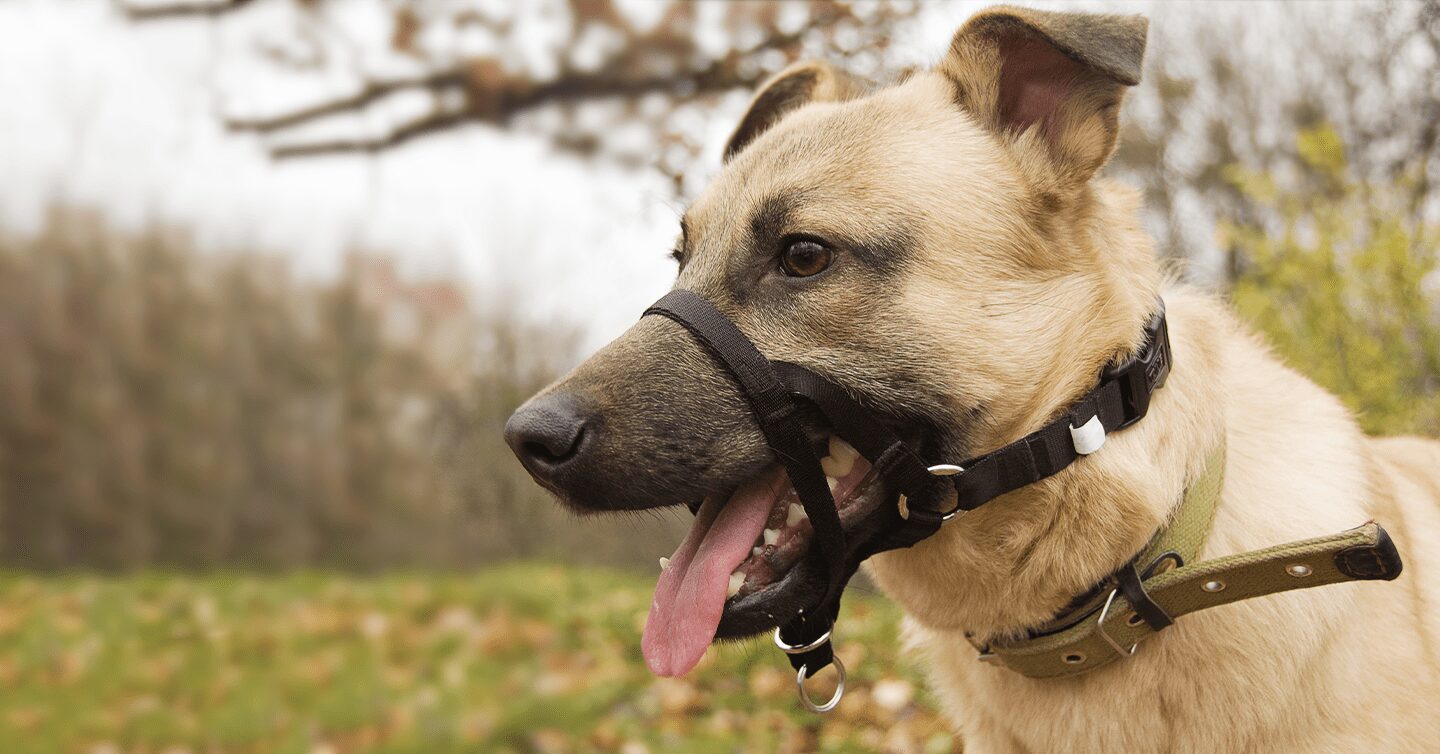 Dog Training Collars: Safe Solutions for Behavior — Pumpkin®