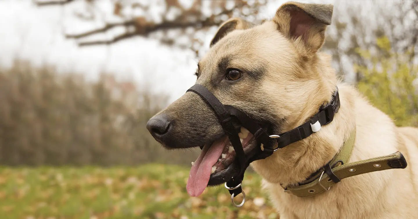 are shock collars humane for dogs