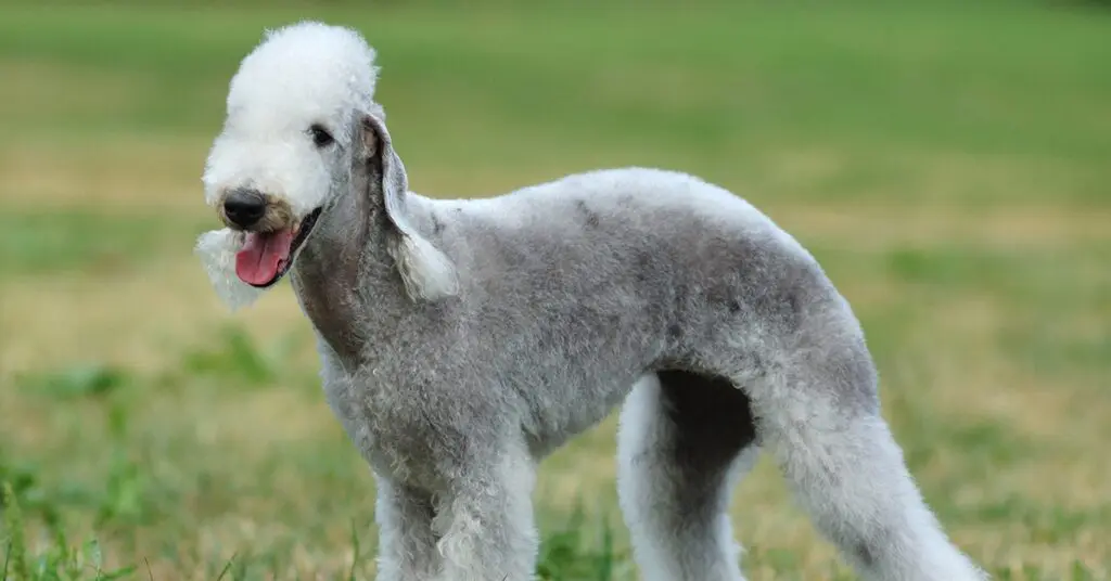 bedlington-terrier_rare-dog-breeds