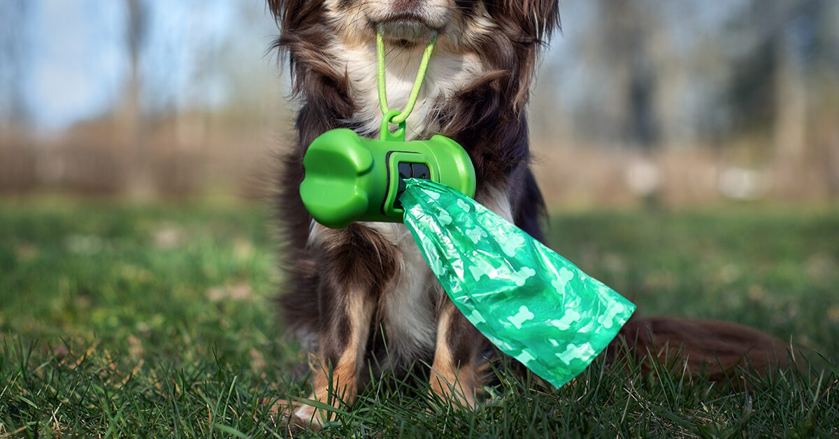 Home Compostable Pet Waste Bags - Small Rolled Handle Bags - 60