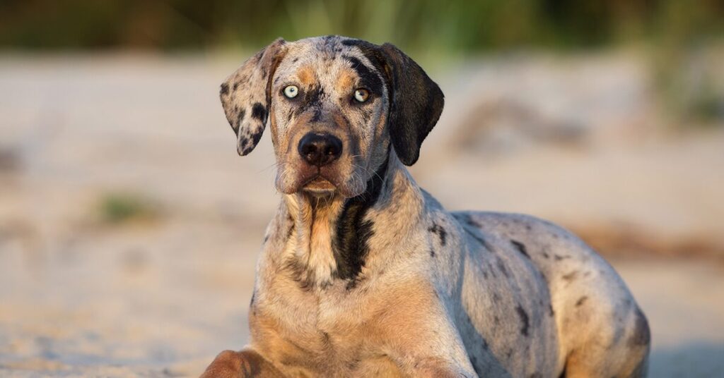 biewer-terrier_rare-dog-breeds