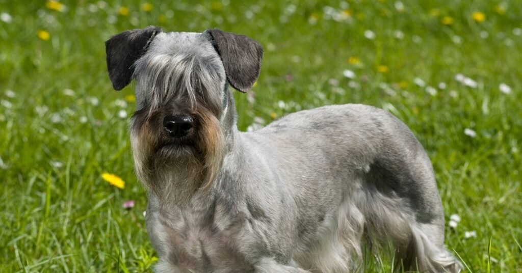 cesky-terrier_rare-dog-breeds