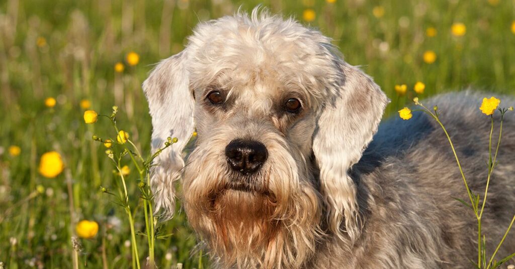 dandie-dinmont-terrier_rare-dog-breeds