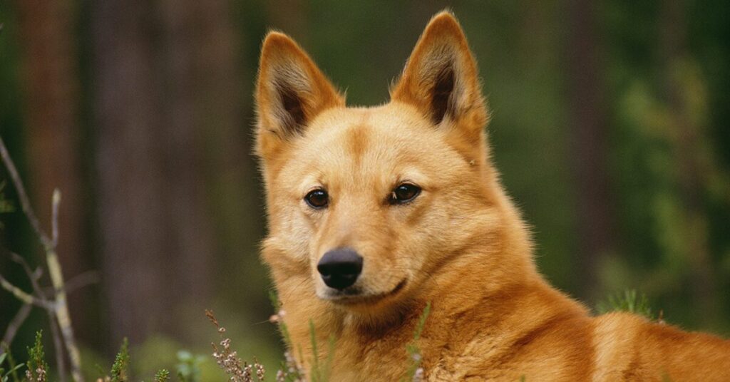 finnish-spitz_rare-dog-breeds