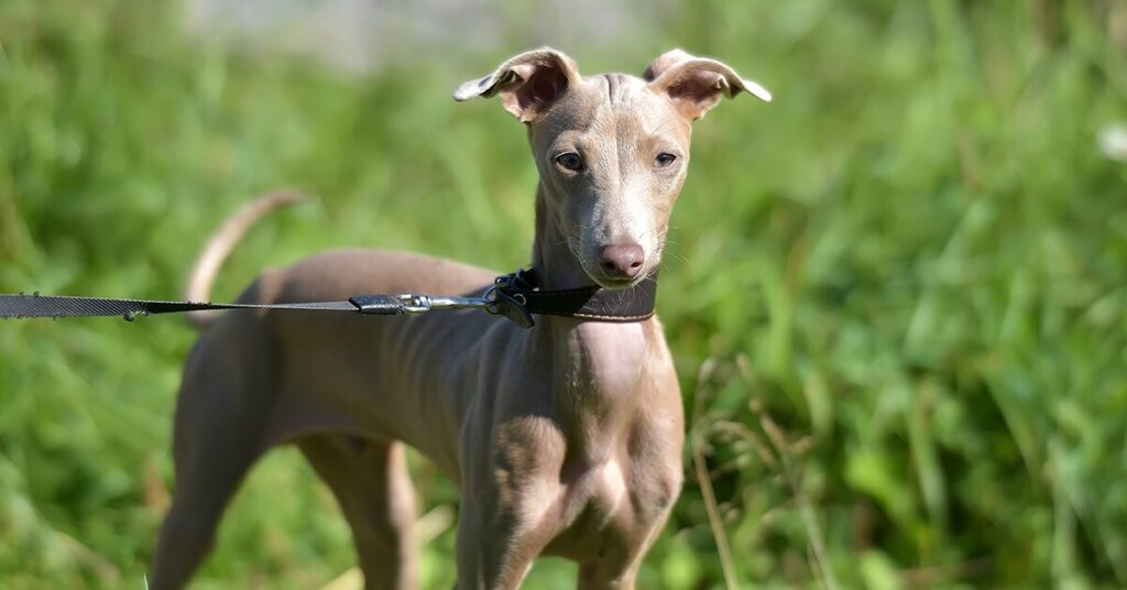 peruvian-inca-orchid_rare-dog-breeds